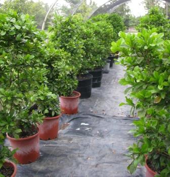 Row of miracle fruit plants.