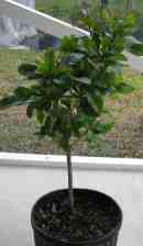 Miracle fruit seedling.