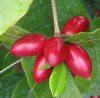 Fresh Miracle Fruit Berries on tree ready to be picked.